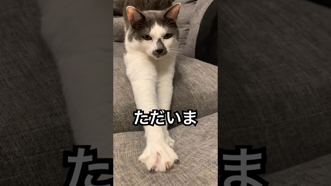 ただいま#ねこ#ネコ#猫#CAT#cat