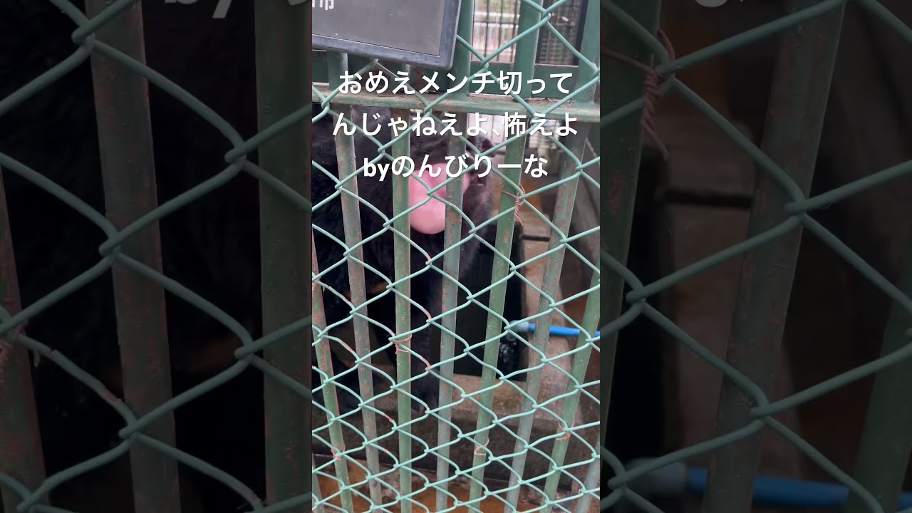 沼田城のヤンキー #沼田城　#japantravel #旅行 #菜なれ花なれ　#害獣 #クマ　#失敗小僧