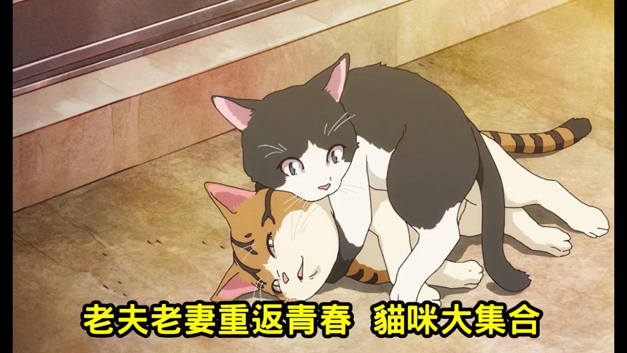 貓咪大集合 老夫老妻重返青春