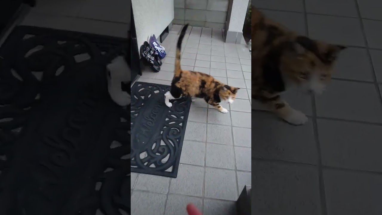 はにかみ猫ちゃん