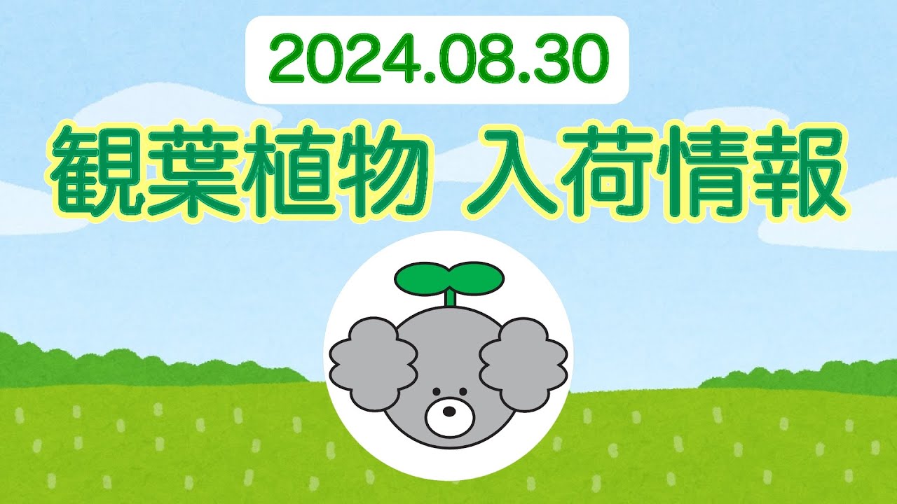 【観葉植物 入荷情報】2024.08.30