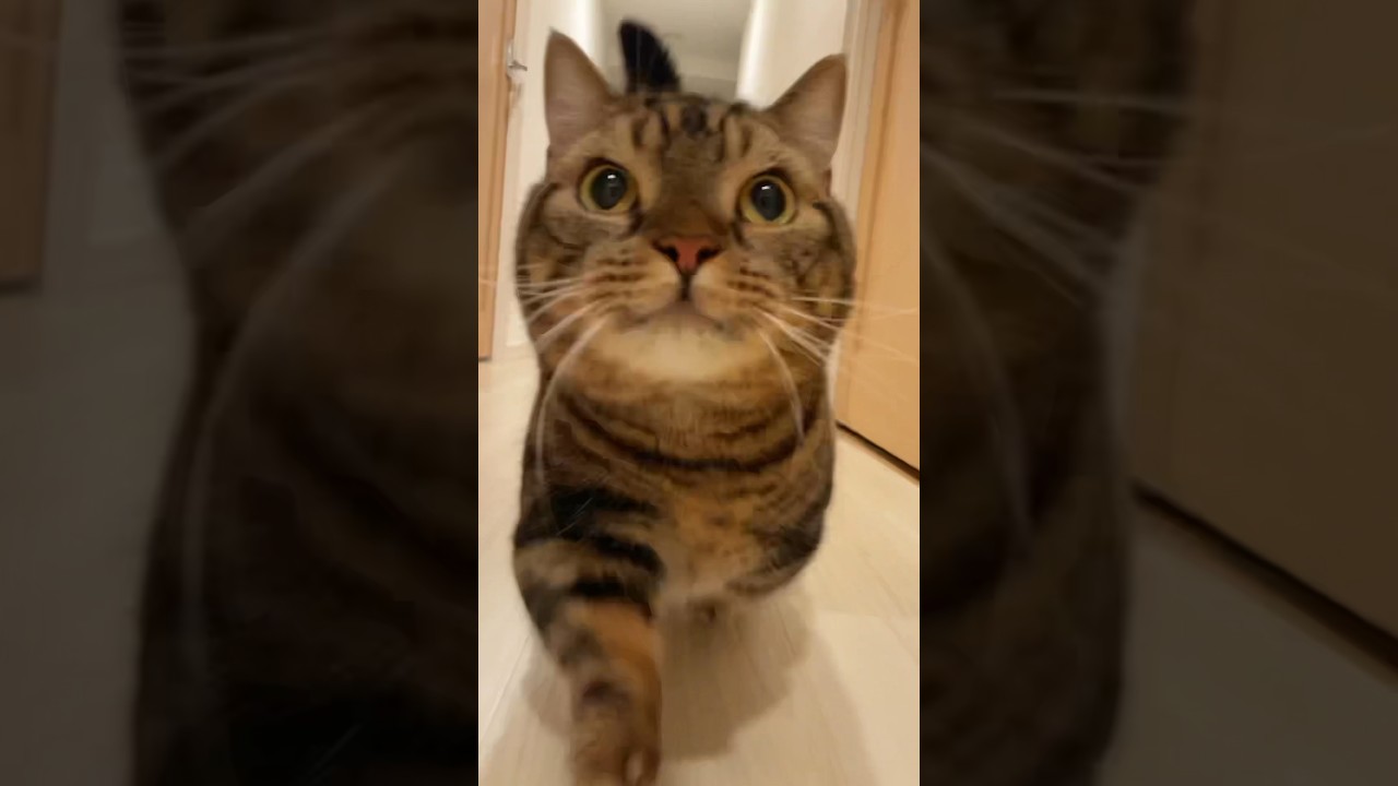 しかのこのこのここしたんたん