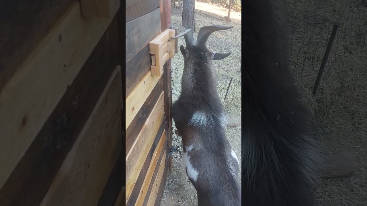 Buck doing some quality control on the new gate #shorts #goats