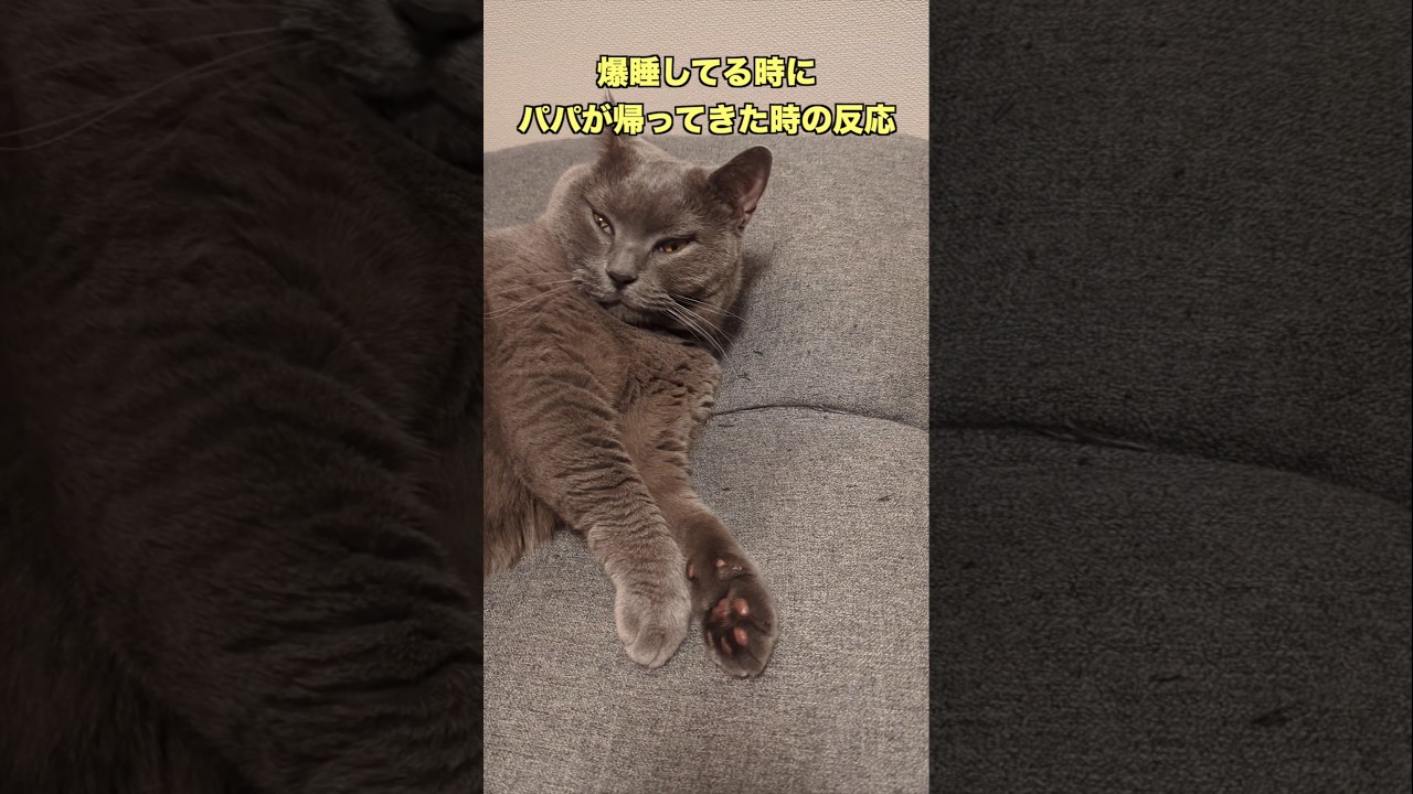 こんな風におかえりってされたら疲れも吹っ飛ぶ😆✨ #shorts #猫 #猫動画 #猫のいる暮らし #おかえり