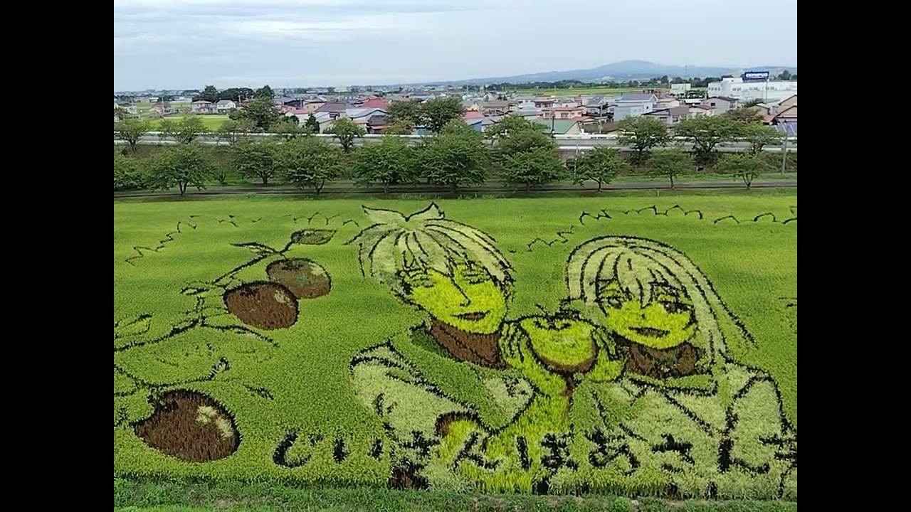 田んぼアート　じいさんばあさん若返る#じいさんばあさん若返る #田んぼアート