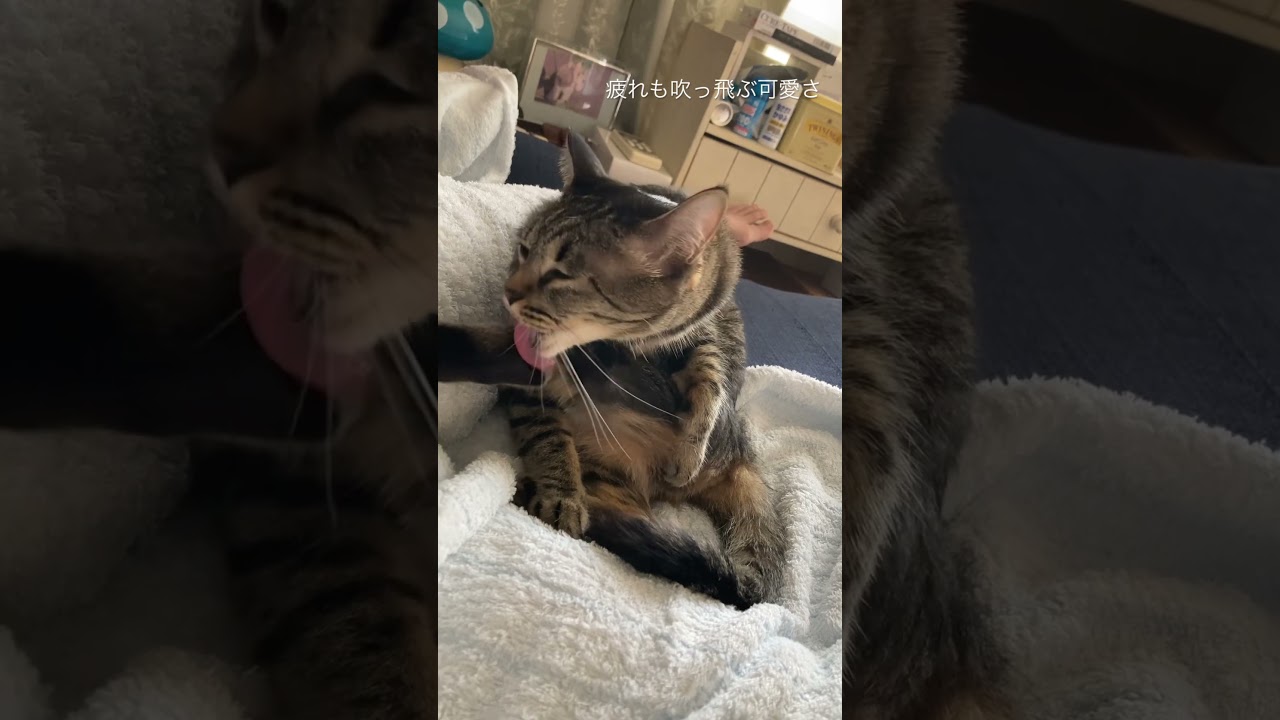 #cat