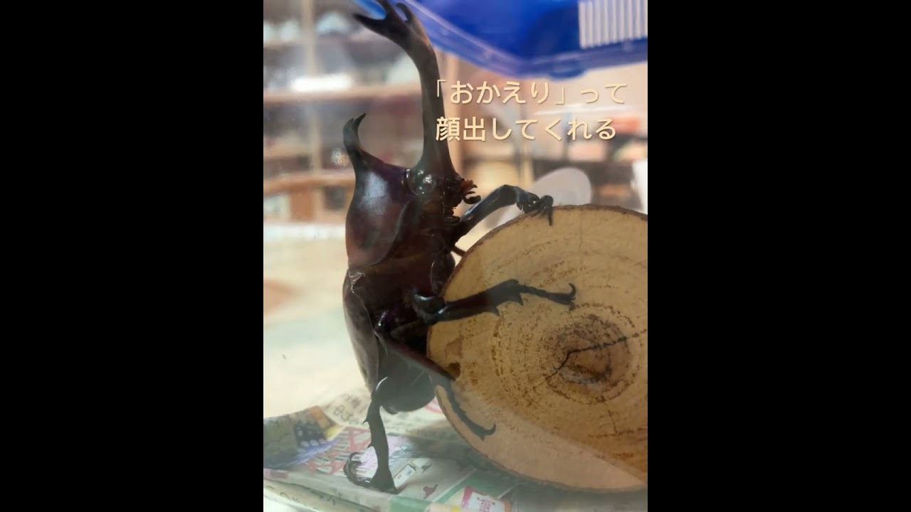 「おかえり」って顔出してくれる