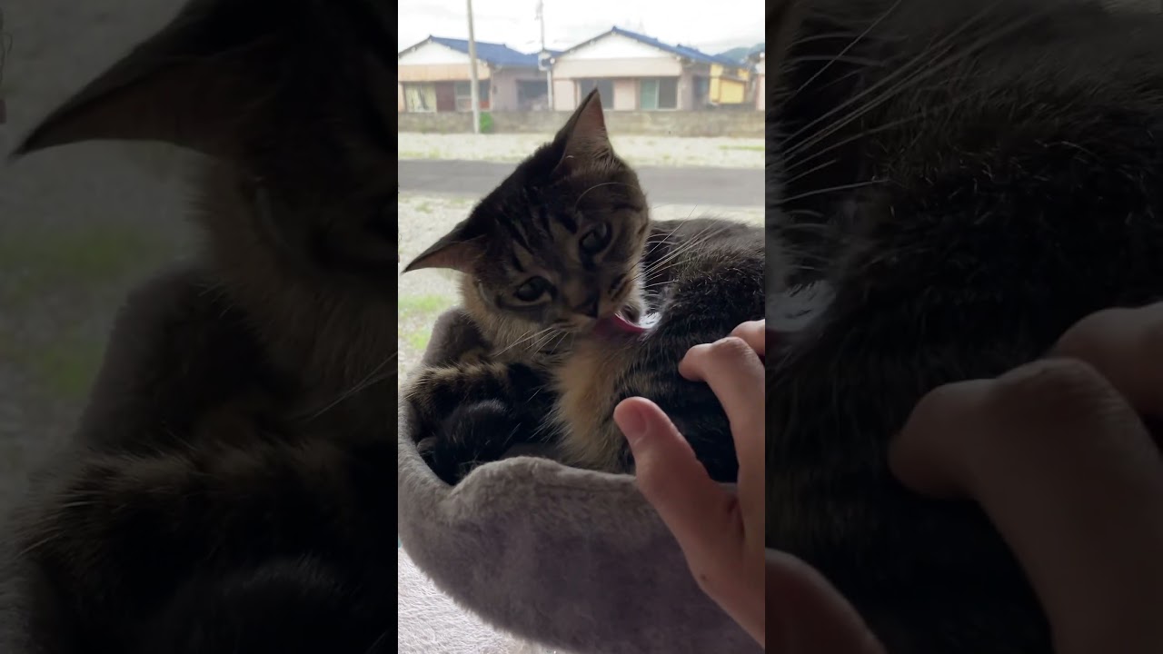 #ねこ #ねこのいるくらし