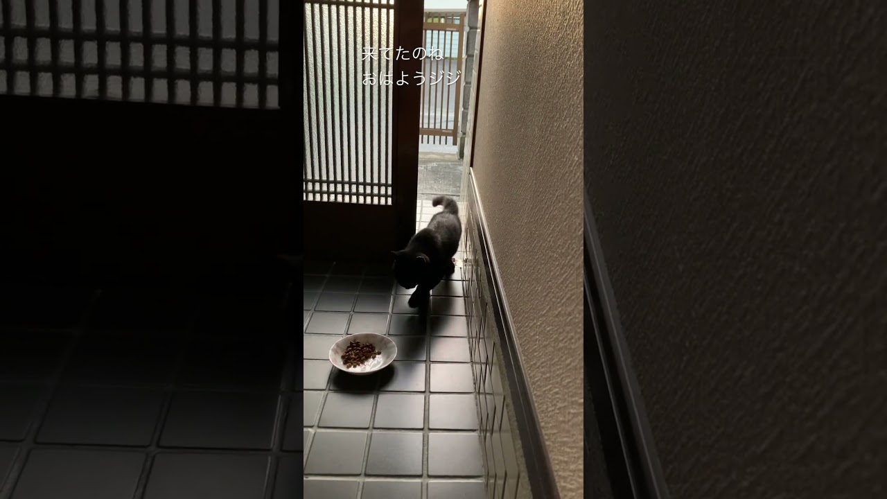 #ねこ #ねこのいるくらし #cat #ねこのいる暮らし #tnr #地域猫