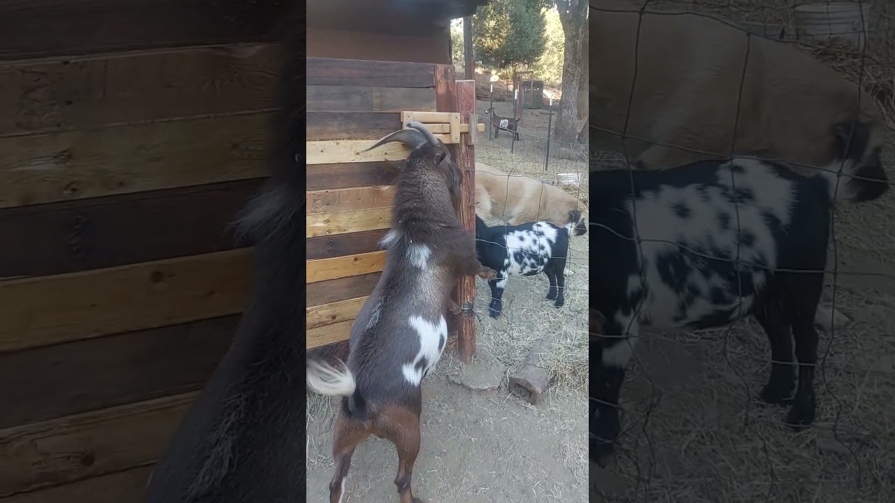 Johnny inspecting the new gate #shorts #goats #lgd #dogs