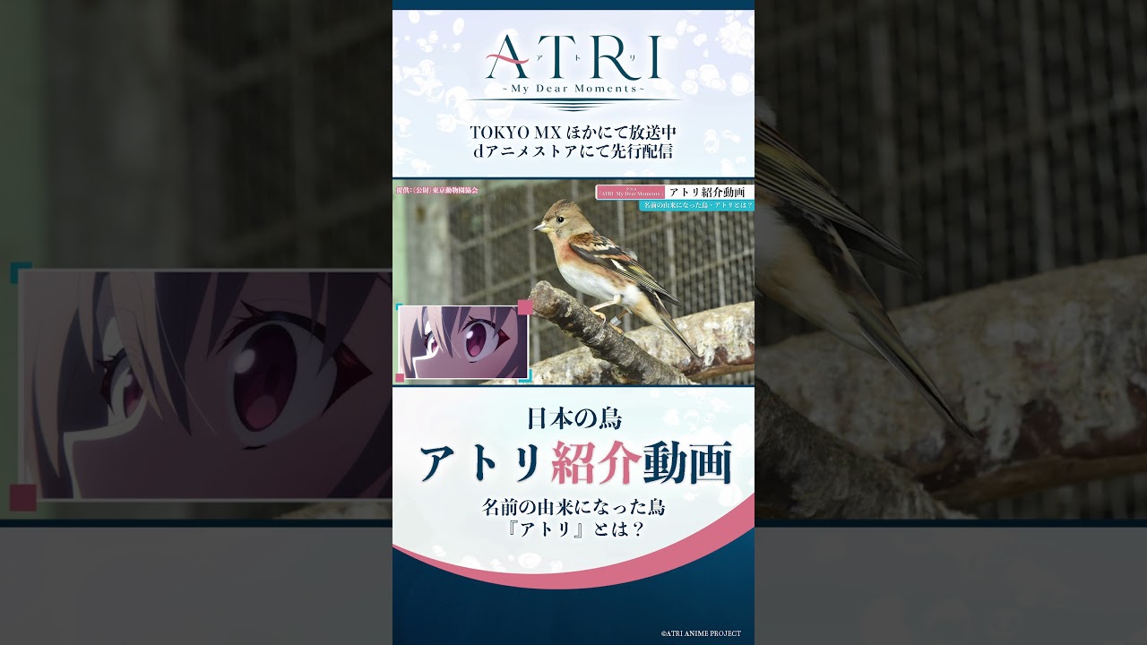 🐦アトリ紹介動画｜ナレーション：#アトリ（CV.#赤尾ひかる）#ATRI