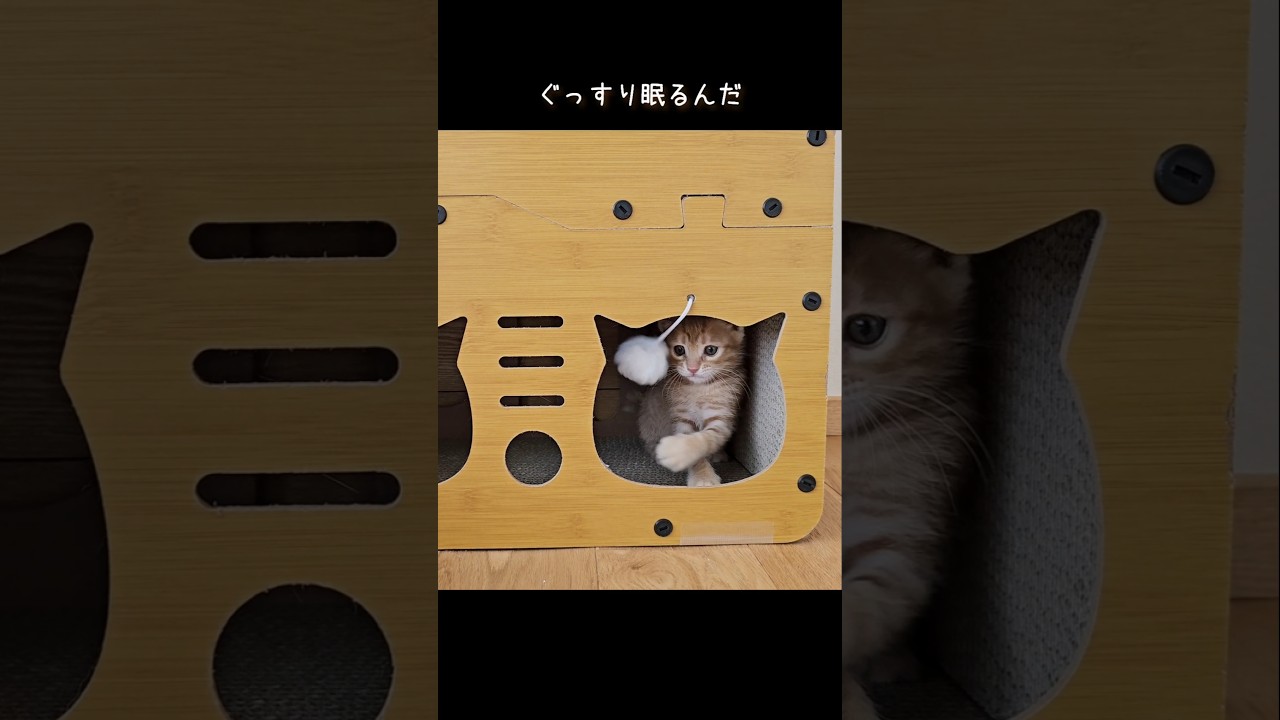 まいにちが日曜日♪ #Shorts #パンナコッタ #にこねこ #にこねこ保育園