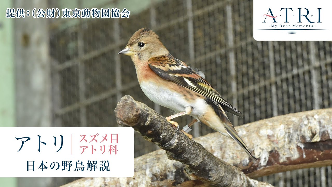 アニメ『ATRI』10話放送記念｜日本の鳥「アトリ」紹介動画_ナレーション：アトリ（CV.赤尾ひかる）