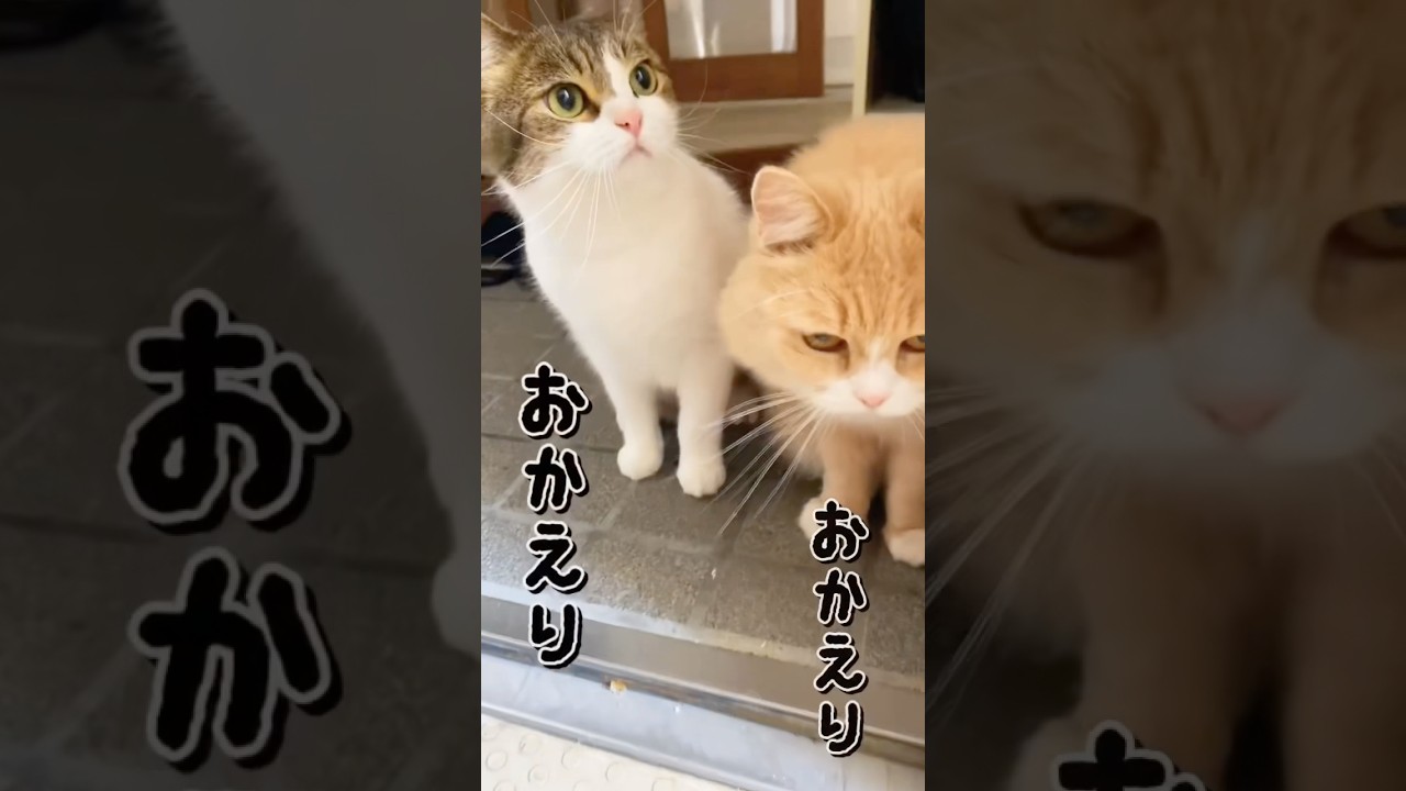猫達のお出迎え🐈🐈‍⬛😭　#ねこ #ねこ動画 #ただいま