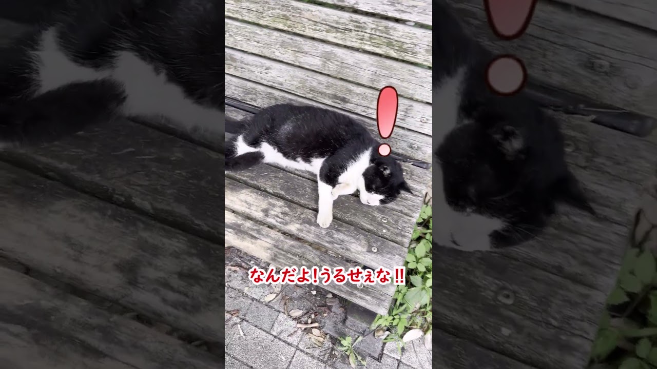 絶対に席を譲らない！ねこたん！#猫　#ラーメン赤猫　#short