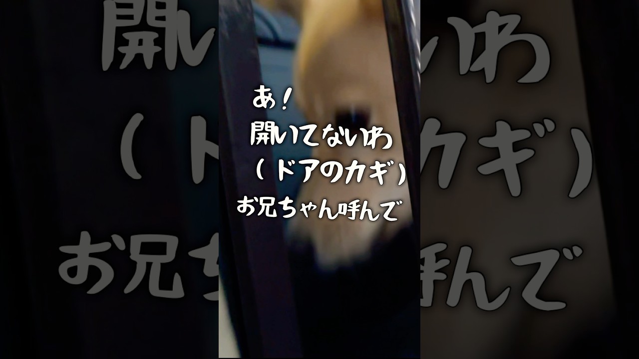 会話がしっかり理解できる犬#ただいまとおかえり##ただいまが大好き#保護犬と暮らす