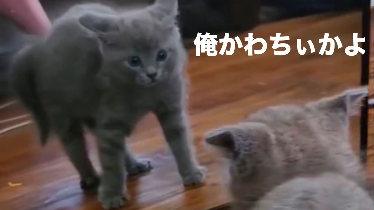 かわちぃが口癖のネコ【アフレコ】