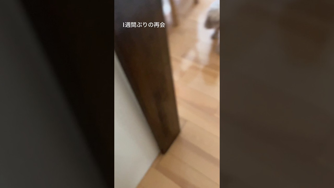 旅行で一週間実家に預けた愛犬との再会　　#トイプードル　#犬のいる暮らし