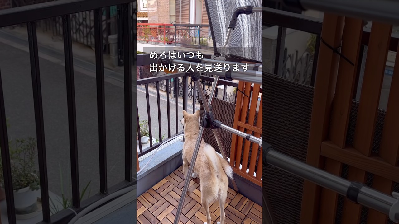 #お見送りとお出迎え#見送る犬#待っている犬#ただいまとおかえり#保護犬と暮らす