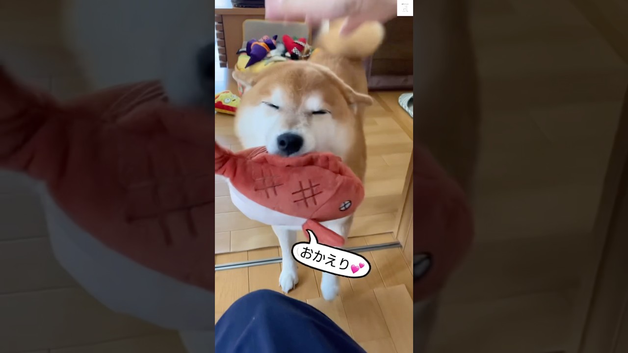 ママ、おかえり💕笑顔が可愛い柴犬　#柴犬　#犬　#かわいい犬 #犬のいる暮らし #shorts