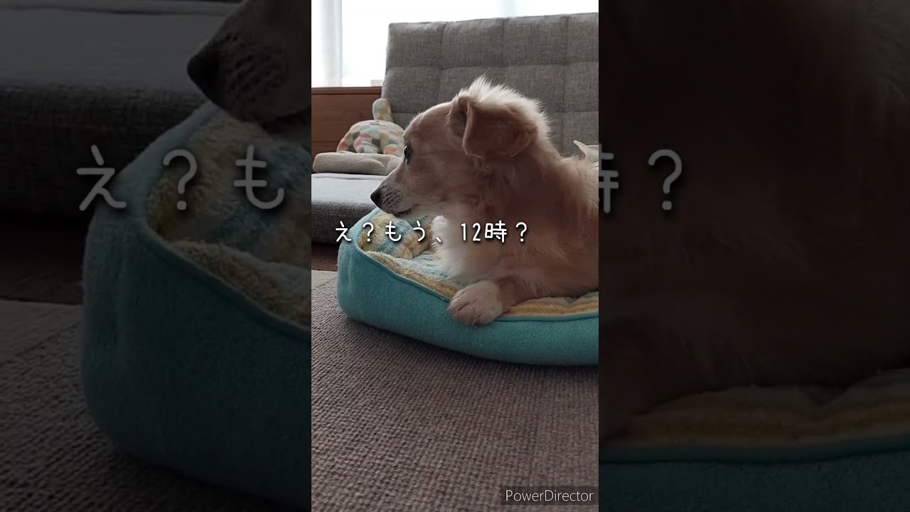 ただいま、そらちゃん。今日もクタクタだけど、待っててくれるから頑張れたよ。#シニア犬との暮らし #チワックス #癒しわんこ #犬のいる生活 #14歳のわんこ