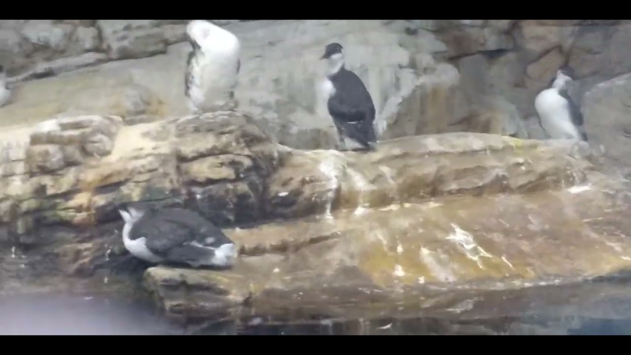 JAPAN TOKYO KASAI Aquarium 「Common Murre」&「Tufted Puffin」#japantravel #birds #葛西臨海水族園