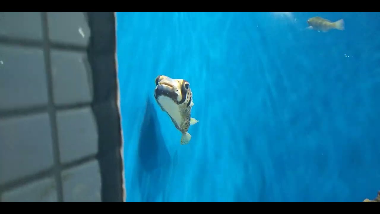 JAPAN TOKYO KASAI Aquarium 「black-blotched porcupinefish」#japantravel #fish