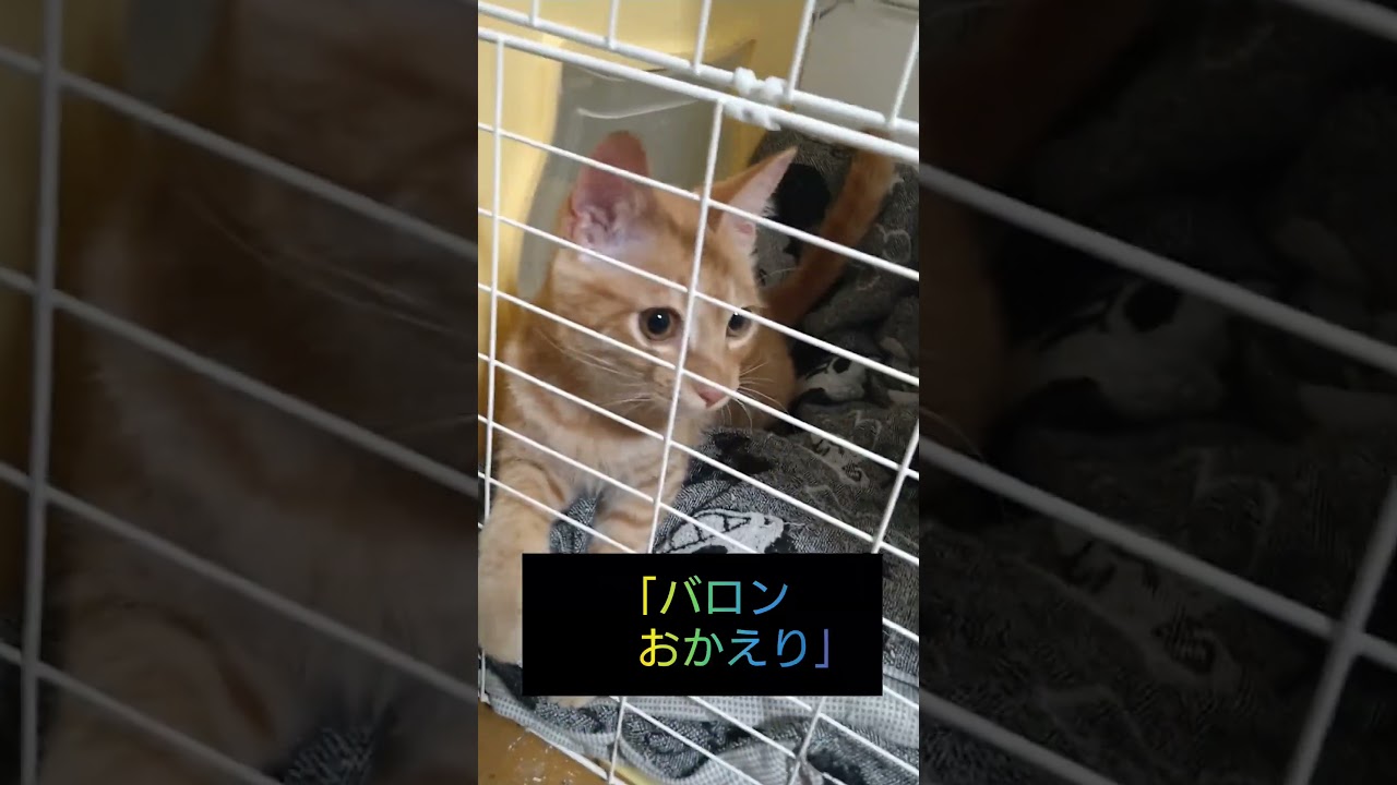 ただいま〜、おかえり、待ちに待った、バロンが帰って来たよ✌️