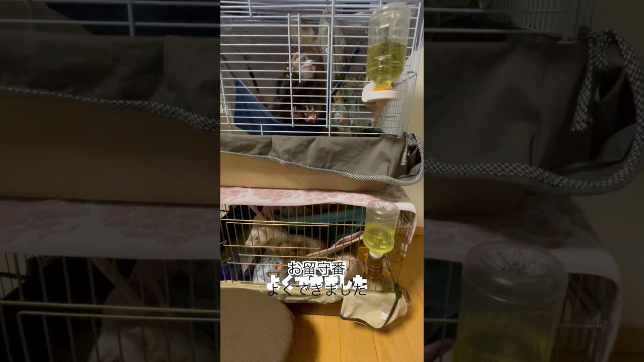 そろそろ皆んなで一緒の一つのお部屋を準備しなきゃ(*≧∀≦*) #ferret #フェレット #shorts