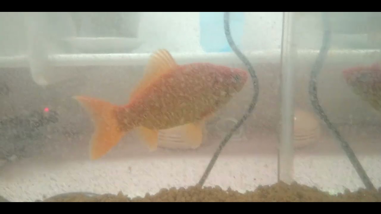 金魚🐟️ #aquarium #おうち時間