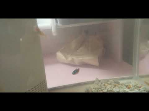 ネオンテトラ&ヒメダカ #aquarium #おうち時間 #japanese