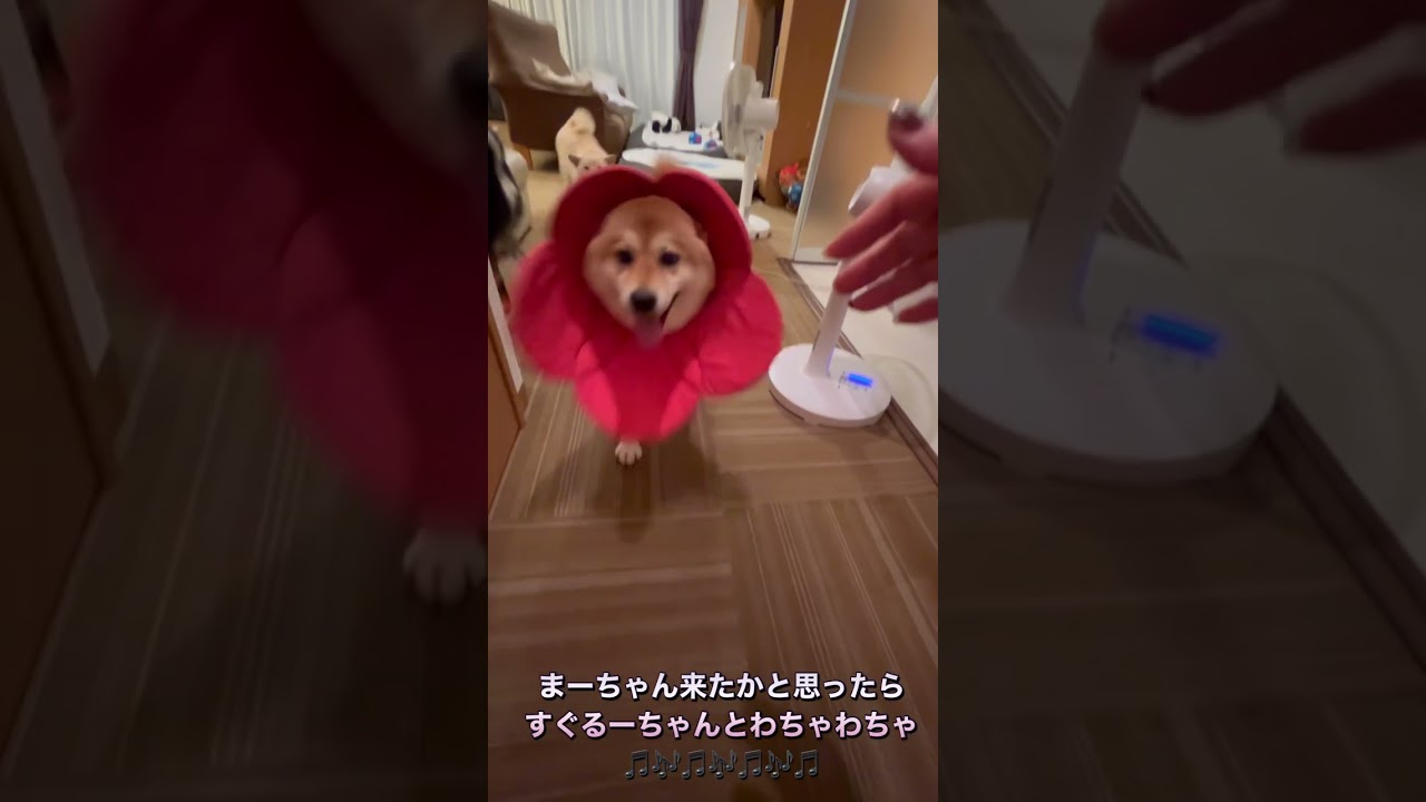 【3匹の柴犬  ママのお出迎え】ママただいまで大興奮❤︎レディースはわちゃわちゃ( ॑꒳ ॑ 三/ ॑꒳ ॑)/りーたんは落ち着い可愛いさ満点のおかえり♥️#柴犬  #しばいぬ ＃りーまーるー
