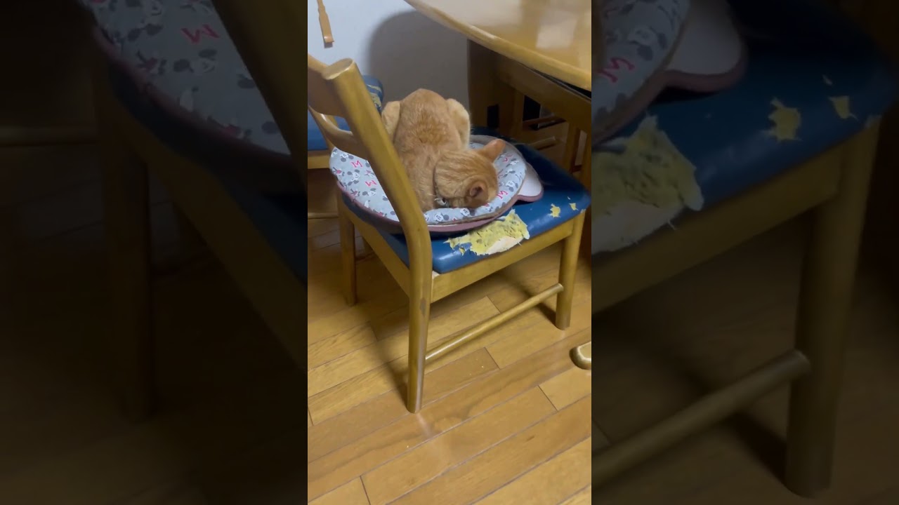 窒息しそうな寝方してる猫が出迎えてくれた🥰　#ただいま #今日も曲がってる#茶トラ #可愛い #ねこのいる生活 #shorts