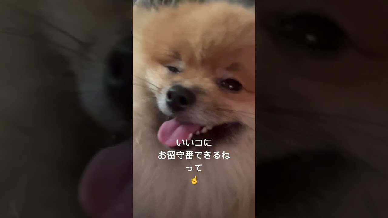 2歳ポメラニアン空太の成長日記〜1日ぶりのママとの再会にギャン泣きしちゃったボク😹〜#2024.8.6#shorts#ポメラニアン#ポメラニアン空太#癒し#もふもふ#いぬのきもち#再会#お留守番