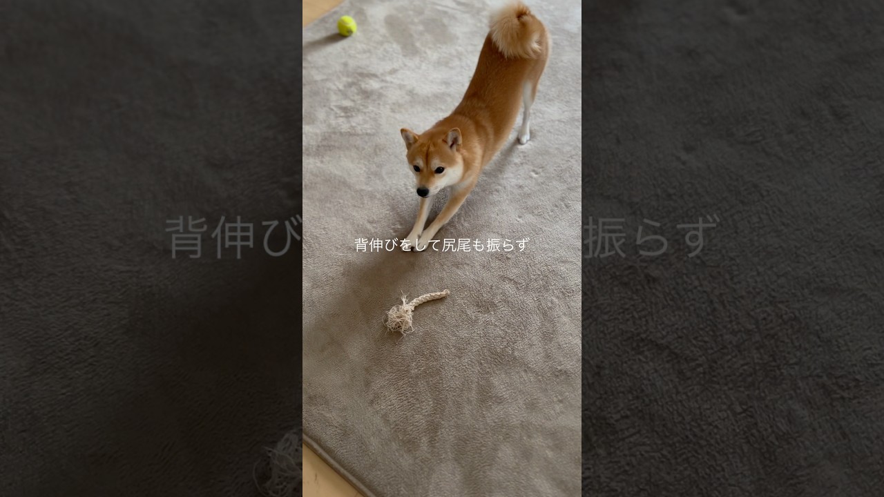クルミ 帰宅時のお迎えが愛おしい（長く待った時）🥰🥰#しばいぬ #まめしば #豆柴 #shibainu#mameshiba #まめしばのいる暮らし #dog#豆柴クルミ#くるみ#クルミ#切ない