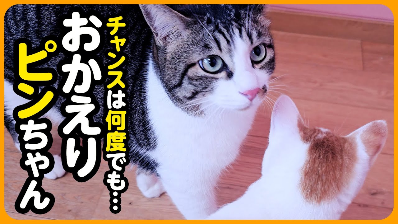 【おかえり】よく頑張ったね...チャンスは何度でもやってくる