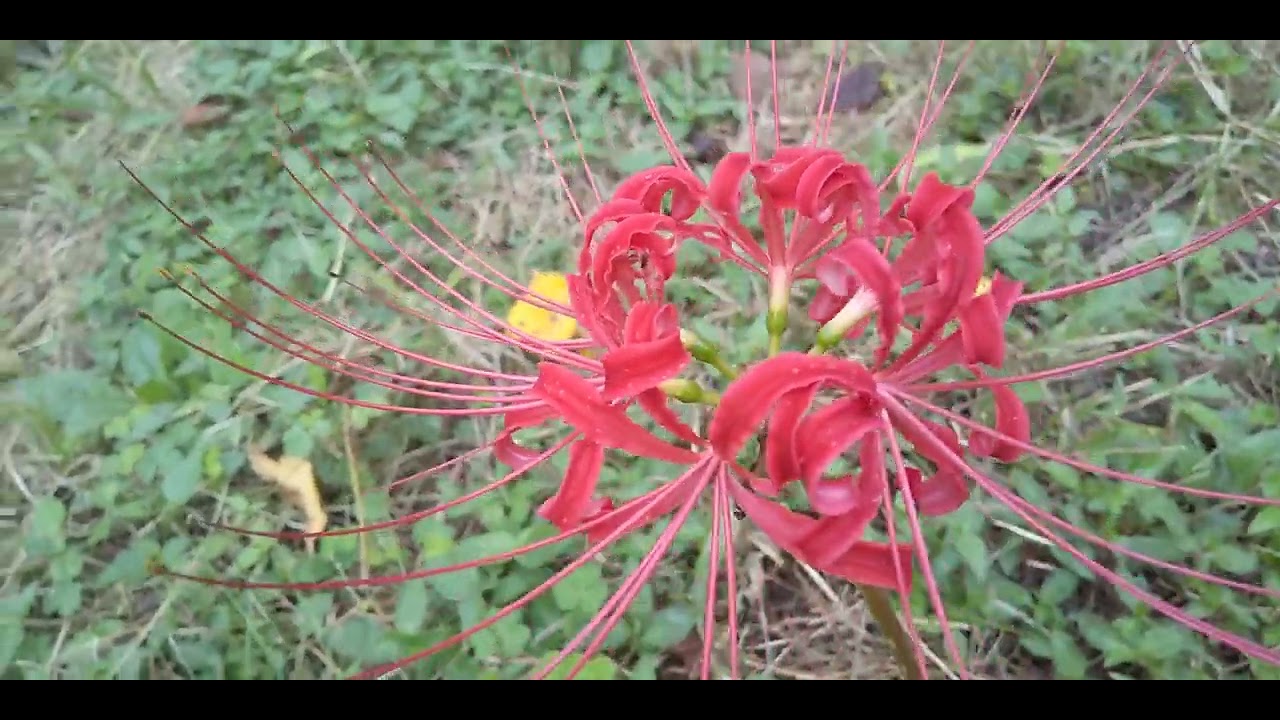 大宮第二公園 菖蒲田 ヒガンバナ #japantravel #さいたま市 #ヒガンバナ