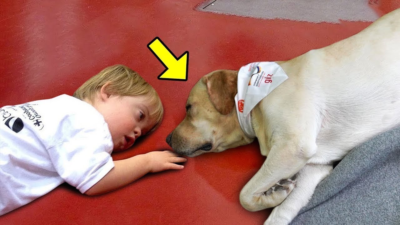 生まれたときから半身不随だった男の子。 この犬が彼に寄り添う姿は感動的だった。