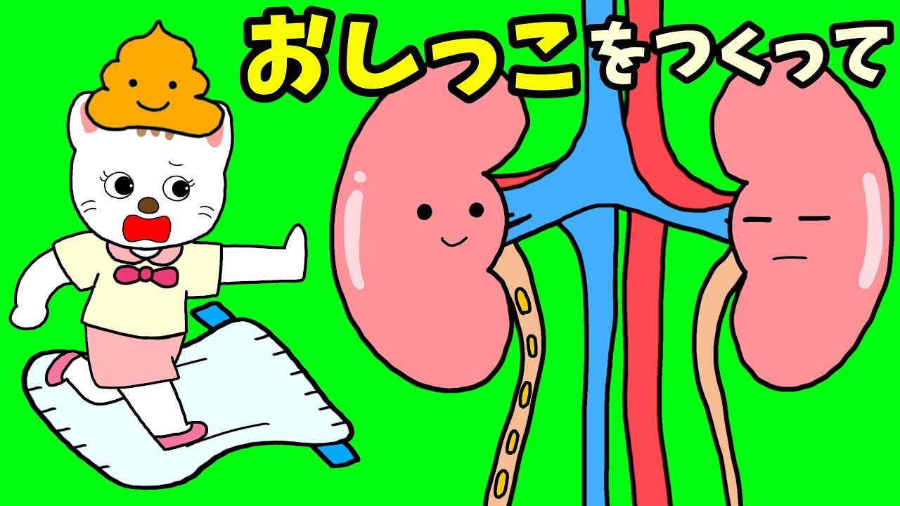 【アニメ 絵本読み聞かせ】オシッコを作って〜腎臓の知育アニメ〜