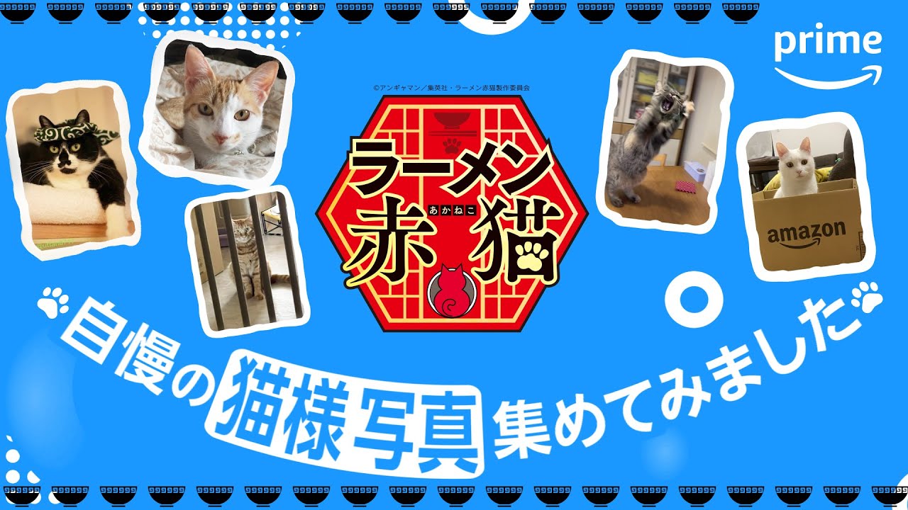 TVアニメ『ラーメン赤猫』自慢の猫様写真集めてみました🐈｜プライムビデオ