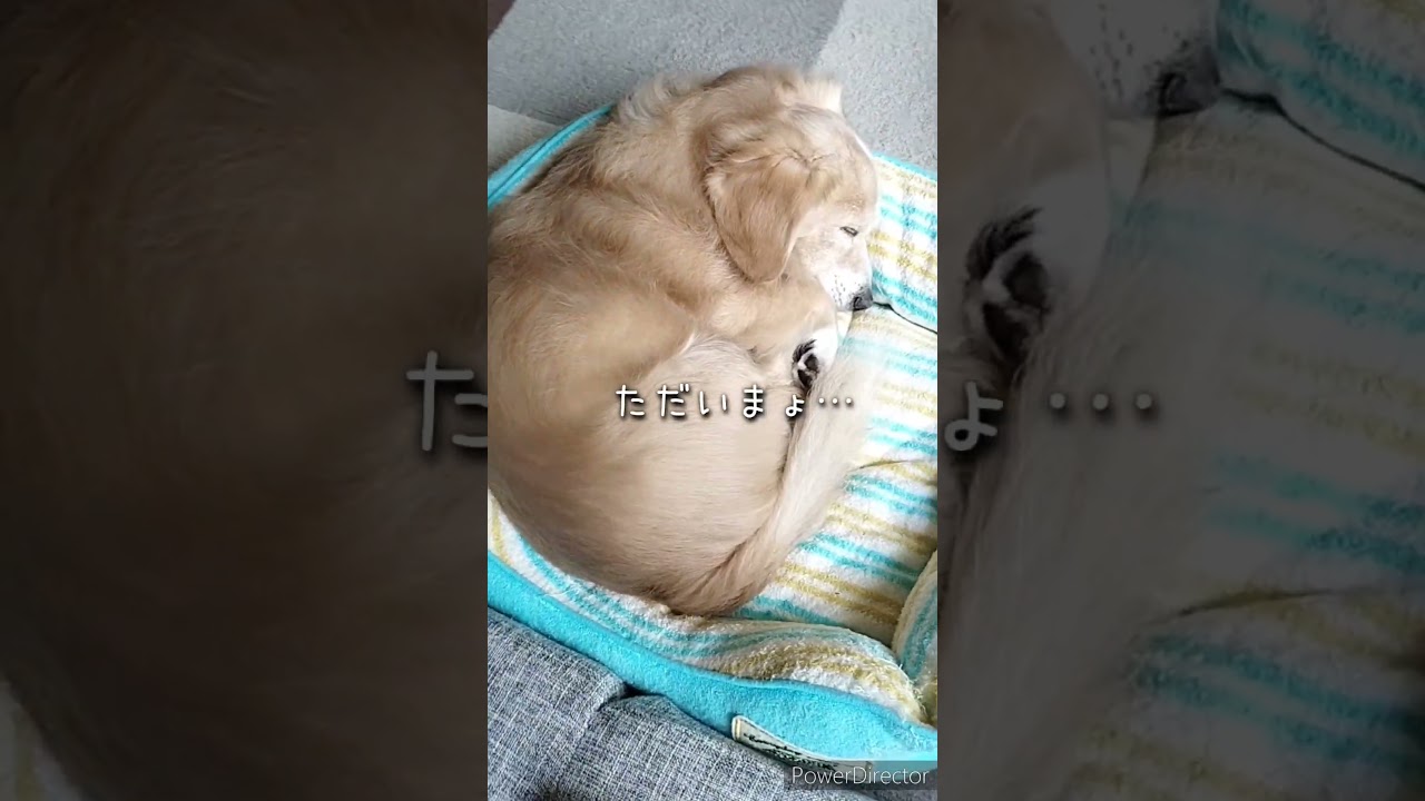ただいま、そらちゃん。優しい日差しの中で。#シニア犬との暮らし #チワックス #14歳のわんこ #犬のいる生活