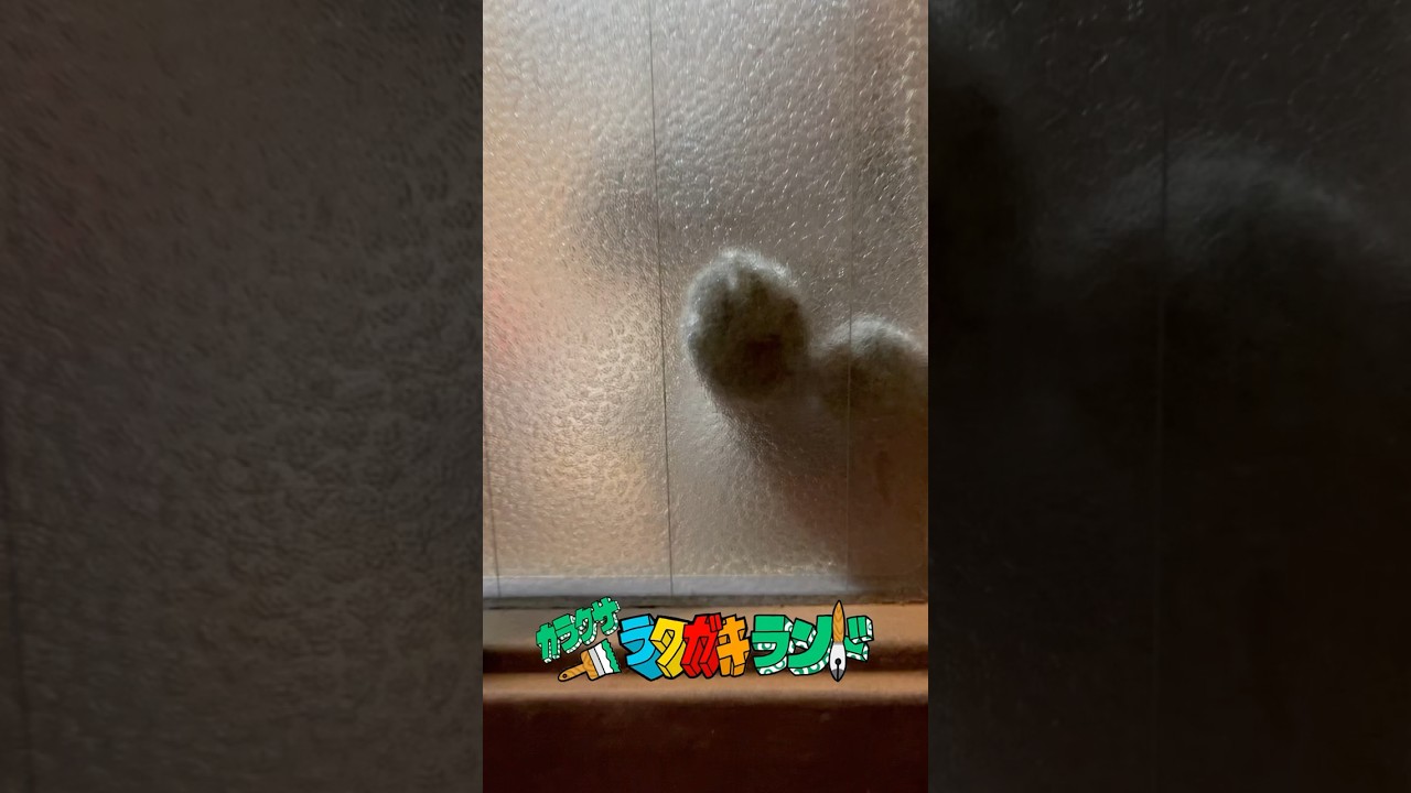 コゲ、おでむかえ。 #shorts #猫 #猫動画 #ただいま #おかえり