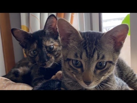 【💓アニマルセラピー🦉💓】#アンチ #喧嘩自慢 #バトル #バトルロワイヤル #トラブル #警察 #事故 #事件 #ブレイキングダウン #動物 #癒し #コールダック #アヒル #duck #鳥 #猫