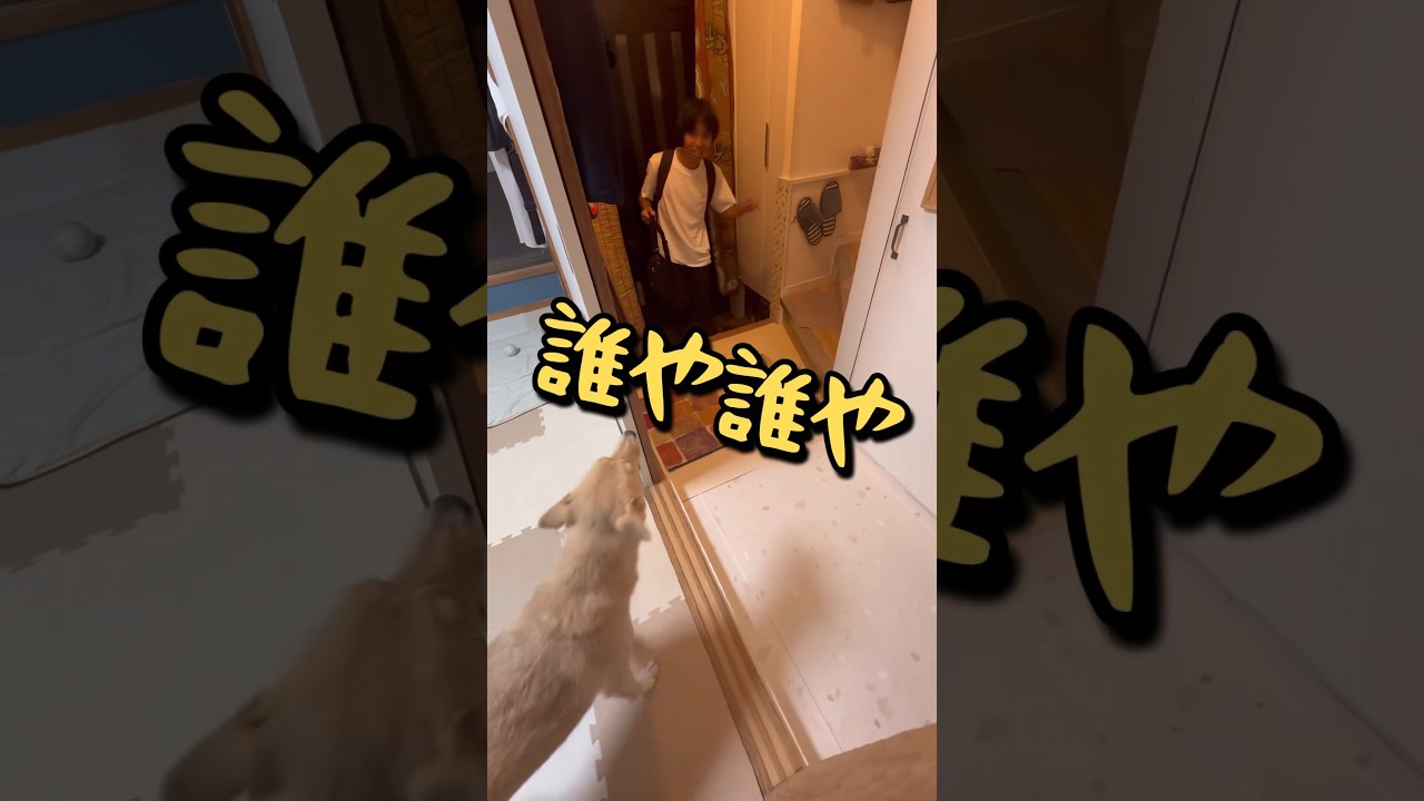 1年ぶりの帰国#再会はゆっくり確認する犬#おかえり#ドイツ留学中#保護犬と暮らす