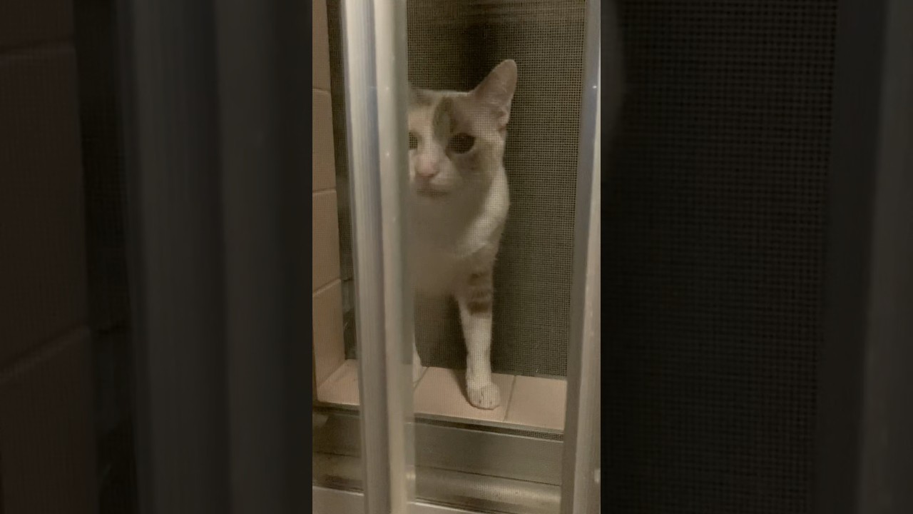 ただいま。おかえり。 #cat #ショート #猫のいる暮らし #短いショート #保護猫 #ショート動画 #猫のいる生活 #ねことの暮らし #ねこのいる暮らし #ねこ