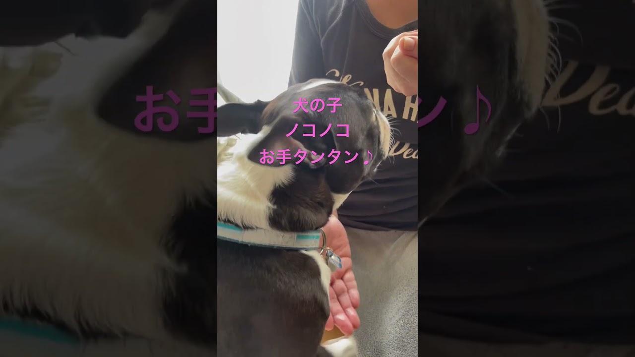 犬の子のこのこ♪お手たんたん♪#ボストンテリア #bostonterrier #しかのこのこのここしたんたん