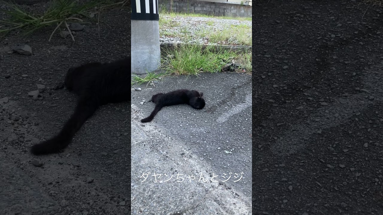 #cat #ねこのいるくらし #ねこのいる暮らし #ねこ