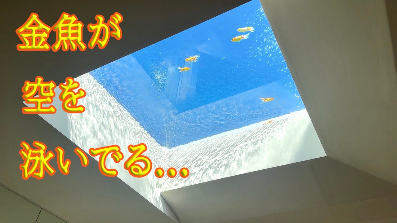 金魚が空飛ぶカフェに行ってきました。