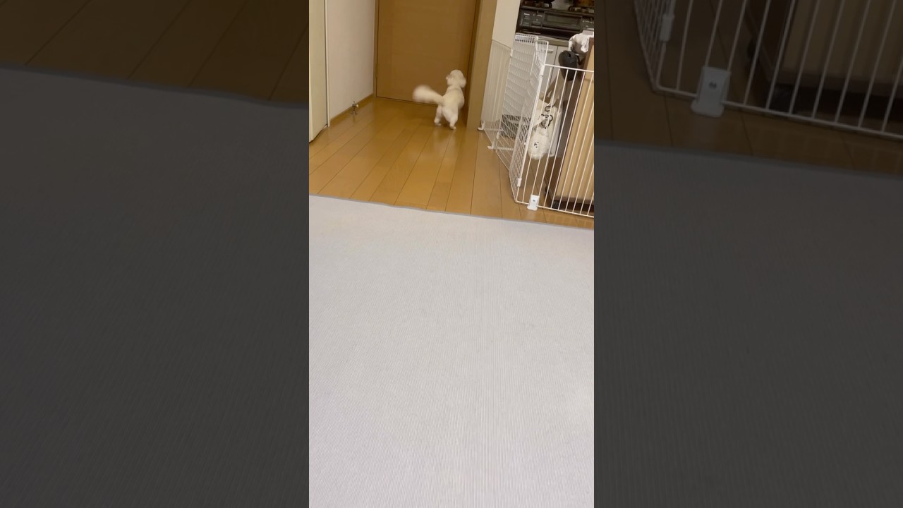 飼い主お気に入りのお迎えシーン#shorts #dog #ただいま#おかえり