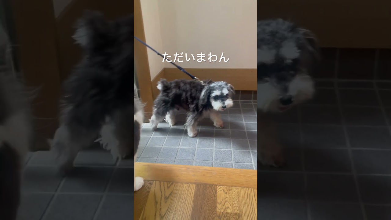 お散歩行った親友犬を待つ猫 #ノルウェージャンフォレストキャット #ミニチュアシュナウザー#仲良し犬猫 #おかえり#ただいま